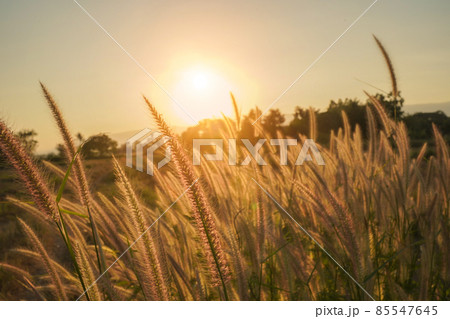Spring or summer abstract season nature background with grass. Spring or summer abstract season nature background with grass. 85547645