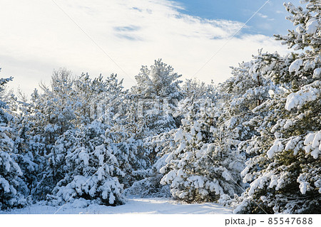 The pine trees are covered with fluffy snow. The pine trees are covered with fluffy snow. 85547688