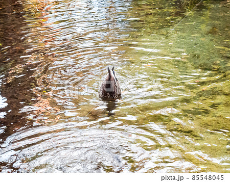 水草をついばむために池の中で逆立ちしたカモ 水草をついばむために池の中で逆立ちしたカモ 85548045