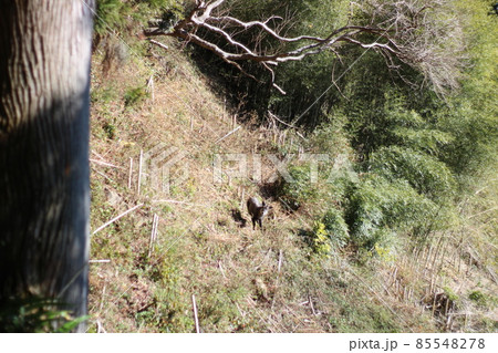 粟ヶ岳山頂 85548278