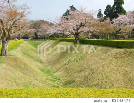 佐倉城空堀/角馬出と満開の桜(千葉県佐倉市) 佐倉城空堀/角馬出と満開の桜(千葉県佐倉市) 85548477
