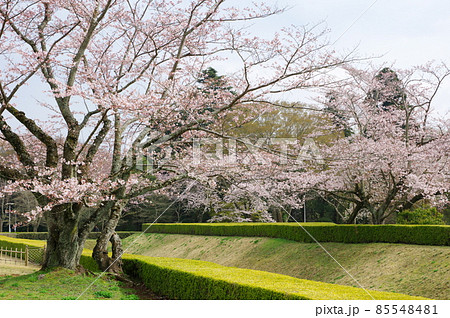 佐倉城空堀 角馬出と満開の桜（千葉県佐倉市） 85548481