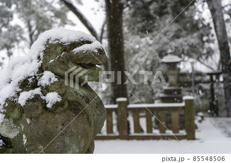 東京都杉並区和泉）雪の中の和泉熊野神社の狛犬 85548506