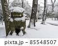 東京都杉並区和泉）雪の中の和泉熊野神社の狛犬 85548507