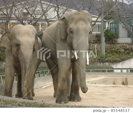 動物園の象 動物園の象 85548537