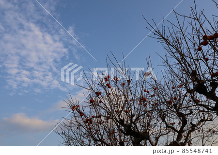 うっすらと雲が樹林と 85548741