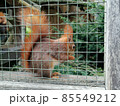 Hungry Squirrel eating different fruit in zoo 85549212
