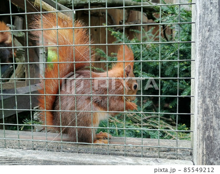 Hungry Squirrel eating different fruit in zoo Hungry Squirrel eating different fruit in zoo 85549212
