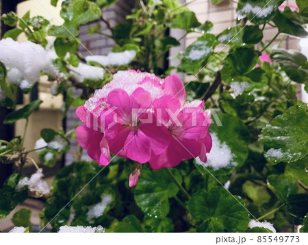 花 85549773