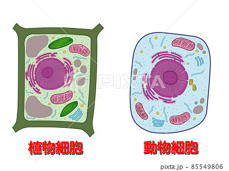 植物細胞と動物細胞_名称有り 85549806
