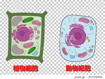 植物細胞と動物細胞_名称有り 85549806