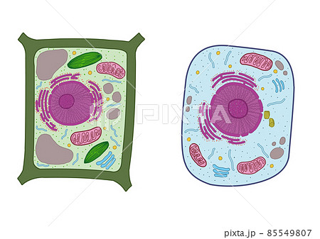 植物細胞と動物細胞 図のみのイラスト素材