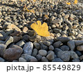 葉 85549829