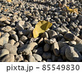 葉 85549830