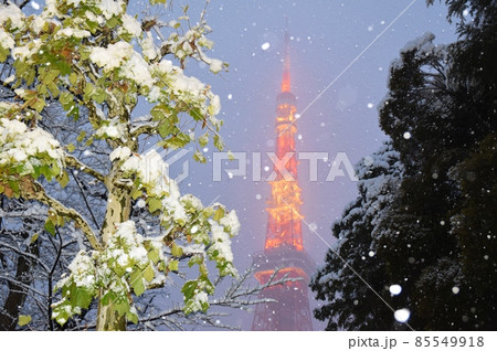 牡丹雪の舞う東京タワー 牡丹雪の舞う東京タワー 85549918