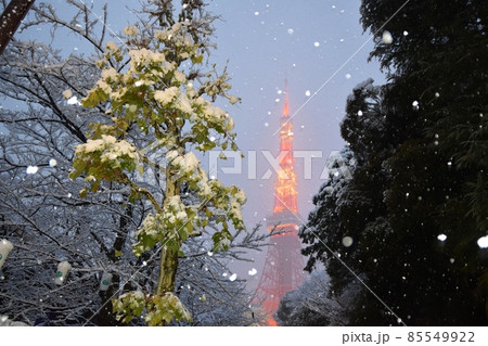 牡丹雪の舞う東京タワー 85549922