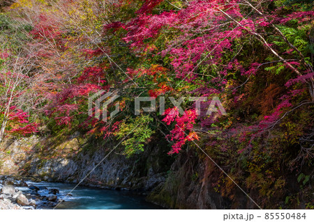 神奈川県足柄下郡箱根湯本の紅葉 神奈川県足柄下郡箱根湯本の紅葉 85550484