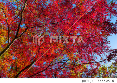 真っ赤な美しい紅葉 85550516