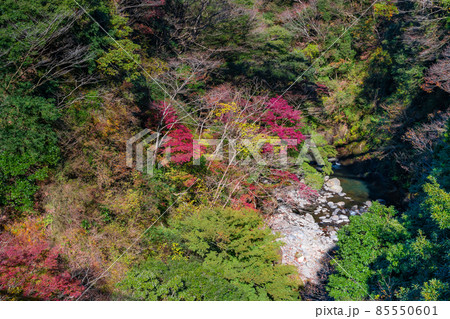神奈川県足柄下郡箱根町　早川渓谷 85550601