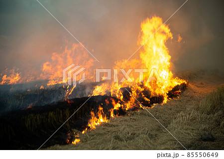 Burning fire and smoke in fields, open fields, where farmers burn for Destroys grass and dry paddy fields. causing environmental problems and Air pollution. 85550649