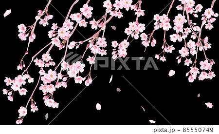 春の花 枝垂れ桜の花と散る花びらの水彩イラスト 夜桜 バナー背景 のイラスト素材