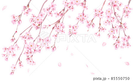 春の花 枝垂れ桜の花と散る花びらの水彩イラスト バナー背景 のイラスト素材