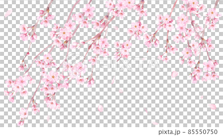 Spring flowers: Watercolor illustration of weeping cherry blossoms and falling petals. Banner background. Spring flowers: Watercolor illustration of weeping cherry blossoms and falling petals. Banner background. 85550750