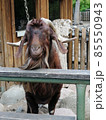 wild goat looks straight into the camera 85550943