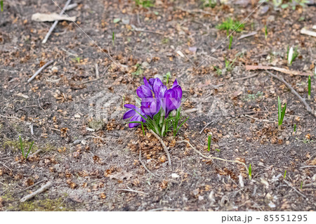 Bush of purple crocuses on the ground 85551295