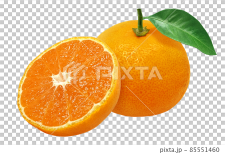 Mandarin orange fruit illustration real set Mandarin orange fruit illustration real set 85551460