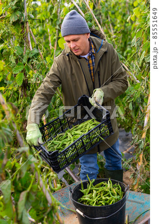 Man professional farmer harvesting beans Man professional farmer harvesting beans 85551649