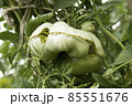 Diseases of tomatoes. Physiological disorder. Plant anomalies. Scarring and cracking. Tomato catface. Ugly vegetable 85551676