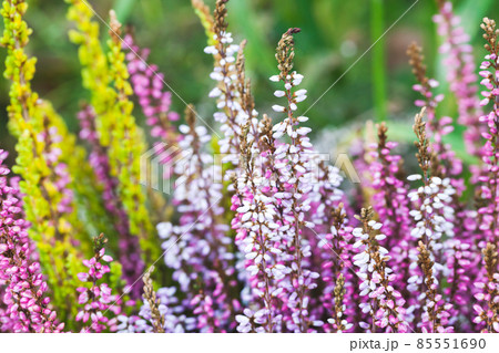 Colorful heather flowers, macro photo. Calluna vulgaris Colorful heather flowers, macro photo. Calluna vulgaris 85551690