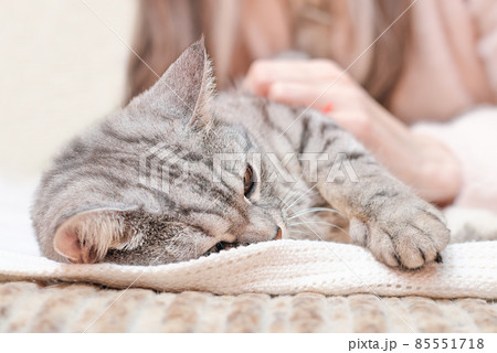 Grey tabby cat with womans hand. World Pet Day. Female hand stroking a cat Grey tabby cat with womans hand. World Pet Day. Female hand stroking a cat 85551718
