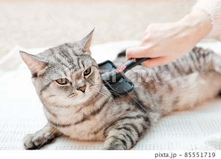 woman combing British cat with pet brush. displeased tabby cat being brushed at home. care and grooming for domestic animals. woman combing British cat with pet brush. displeased tabby cat being brushed at home. care and grooming for domestic animals. 85551719