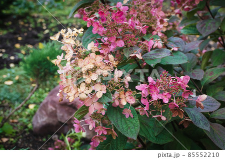 Panicled hydrangea - Hydrangea paniculata in the garden, flowering plant 85552210