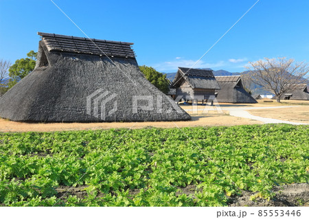 【佐賀県】快晴下の吉野ヶ里歴史公園(南のムラ) 【佐賀県】快晴下の吉野ヶ里歴史公園(南のムラ) 85553446