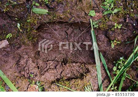 Animal footprint. hedgehog footprint in the sand in the forest, close up, detailed. Animal footprint. hedgehog footprint in the sand in the forest, close up, detailed. 85553730