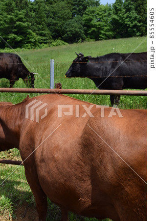 牛の放牧 高原牧場 85554605