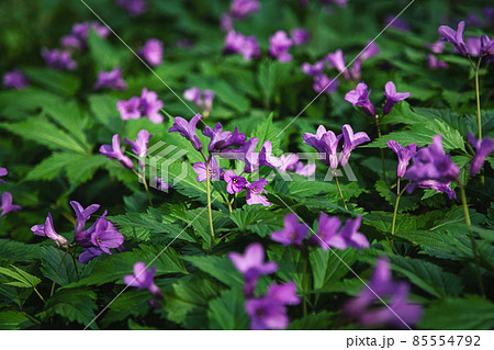 Forest wildflowers Cardamine pentaphyllos in spring Forest wildflowers Cardamine pentaphyllos in spring 85554792