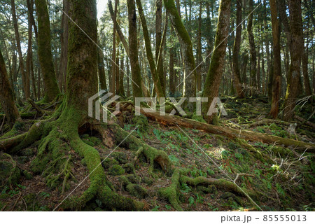 富士山噴火によって造り出された青木ヶ原樹海の木々 富士山噴火によって造り出された青木ヶ原樹海の木々 85555013