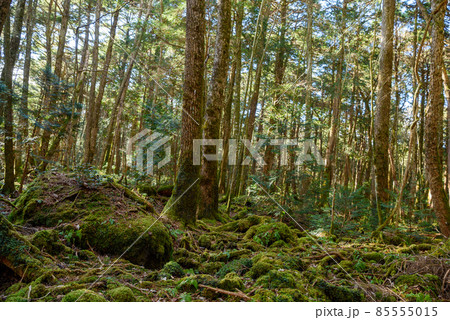 富士山噴火によって造り出された青木ヶ原樹海の木々 富士山噴火によって造り出された青木ヶ原樹海の木々 85555015