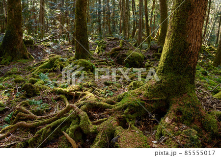 富士山噴火によって造り出された青木ヶ原樹海の木々 85555017