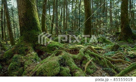 富士山噴火によって造り出された青木ヶ原樹海の木々 85555019
