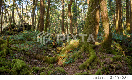 富士山噴火によって造り出された青木ヶ原樹海の木々 85555022