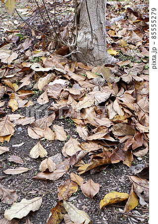 地面に散った茶色い落ち葉 85555279