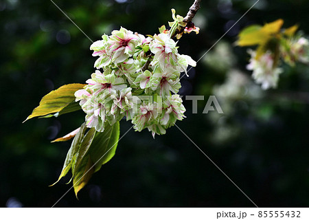 早春の干潟公園に咲いた鬱金桜の写真素材