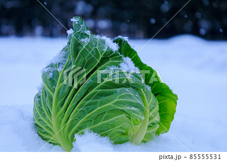 雪下野菜 キャベツ 雪中保存 イメージ 雪下野菜 キャベツ 雪中保存 イメージ 85555531