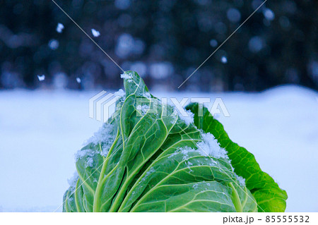 雪下野菜 キャベツ 雪中保存 イメージ 雪下野菜 キャベツ 雪中保存 イメージ 85555532