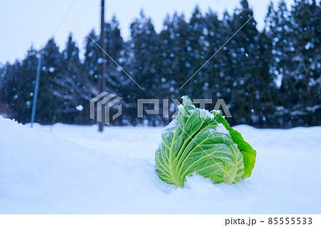 雪下野菜　キャベツ　雪中保存　イメージ 85555533